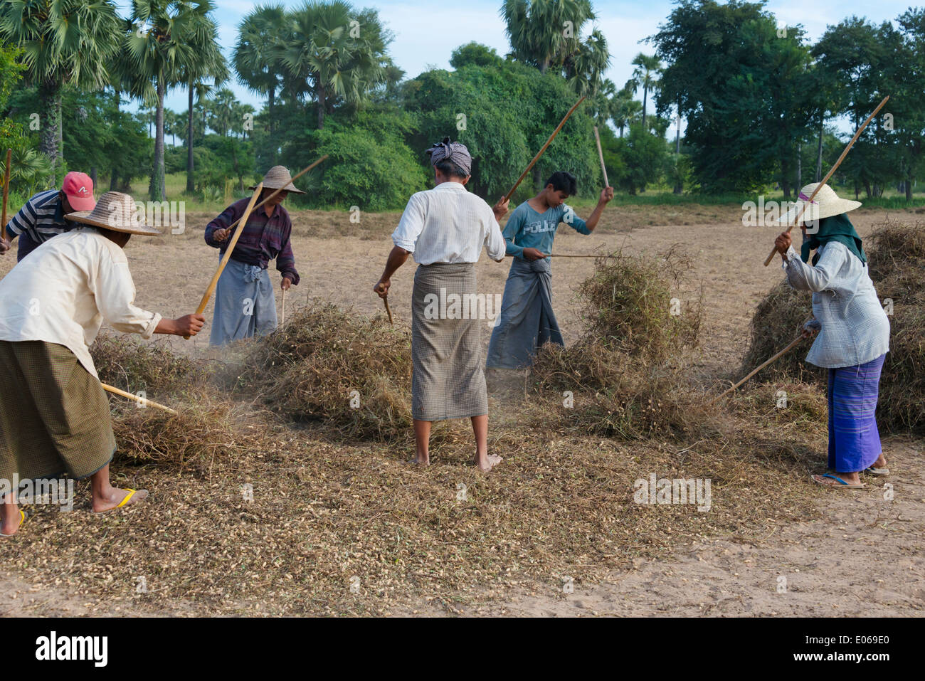 Gli agricoltori di battitura impianto di arachidi con bastoni, Bagan, Myanmar Foto Stock