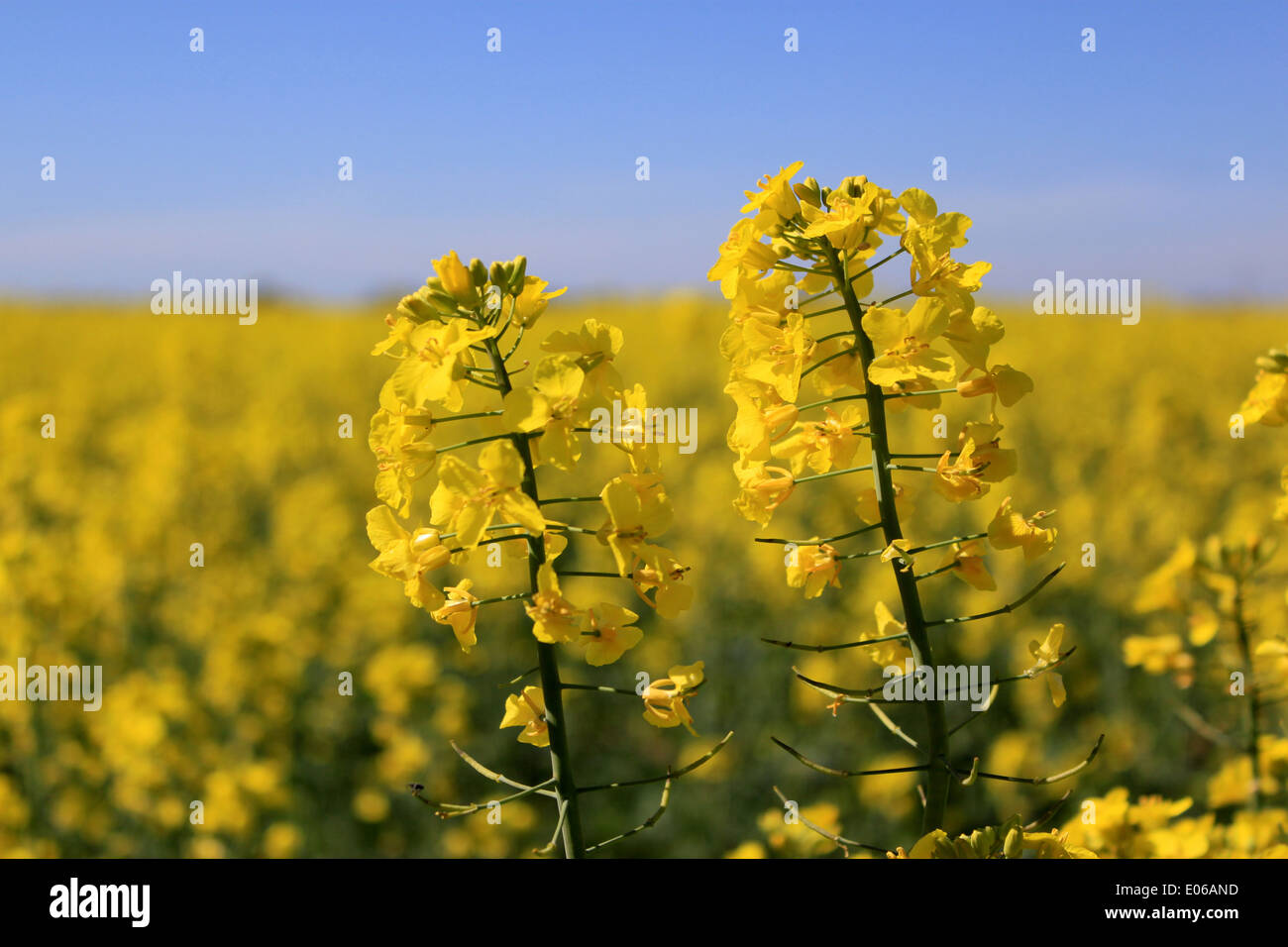 Foto di steli di fiori di ravizzone in primo piano sullo sfondo di un campo di colza orizzonte sfocato con cielo blu Foto Stock