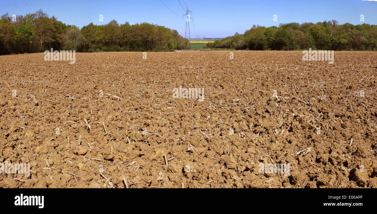 Foto panoramica di terreni agricoli per agricoltura biologica alberi su un cielo blu Foto Stock