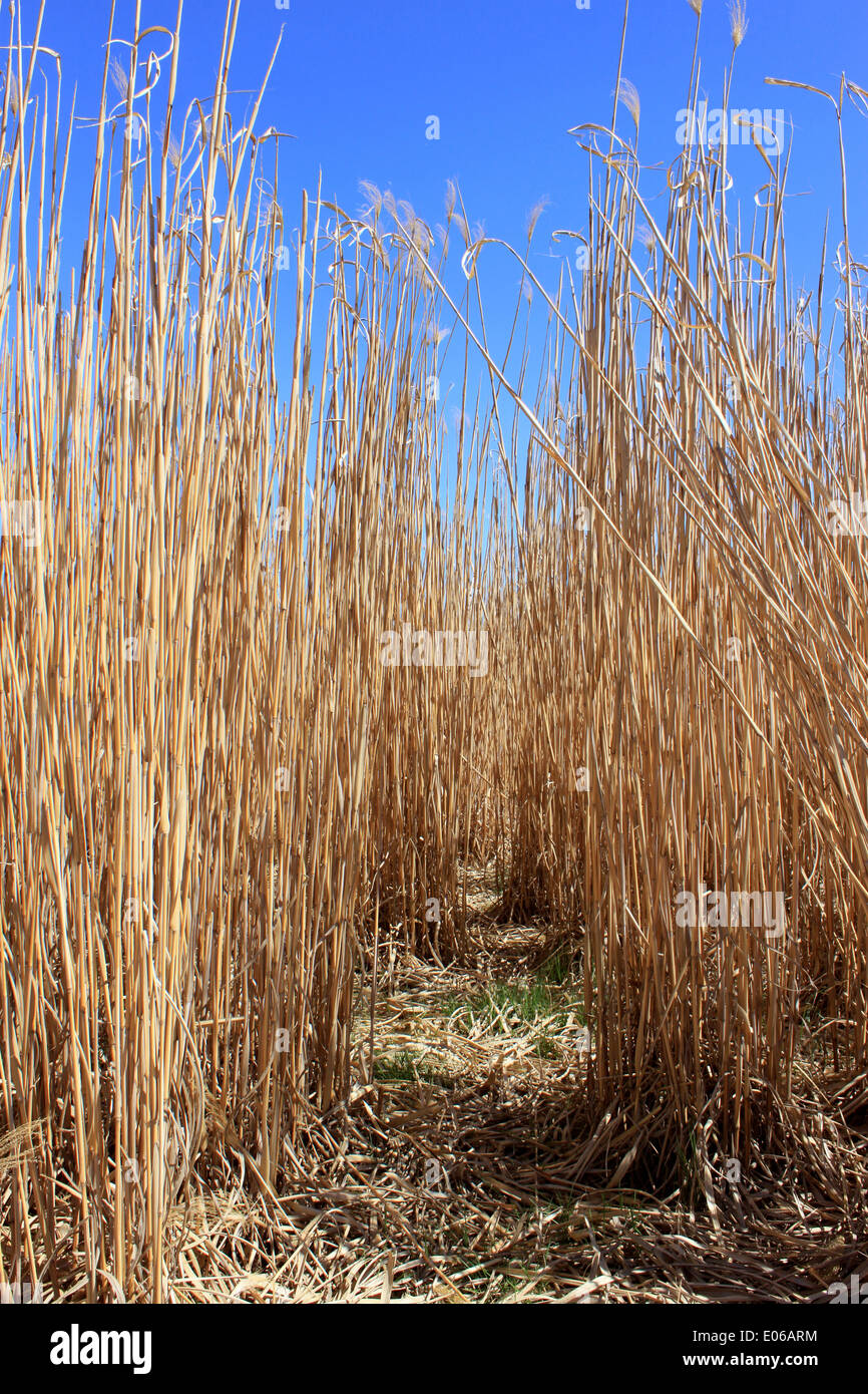 Un campo agricolo per un'agricoltura biologica per il raccolto del reed su un fondo di cielo blu Foto Stock