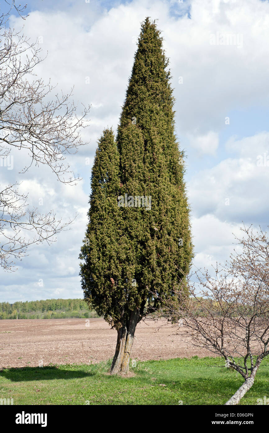 Juniperus communis il ginepro comune albero nella regione di Valka Vidzeme Lettonia Foto Stock