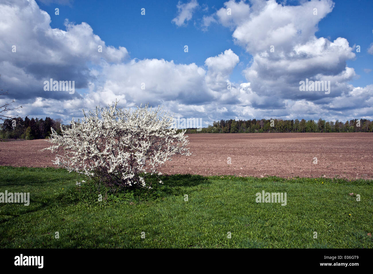 Seminativi regione Valkas Vidzeme Lettonia Foto Stock