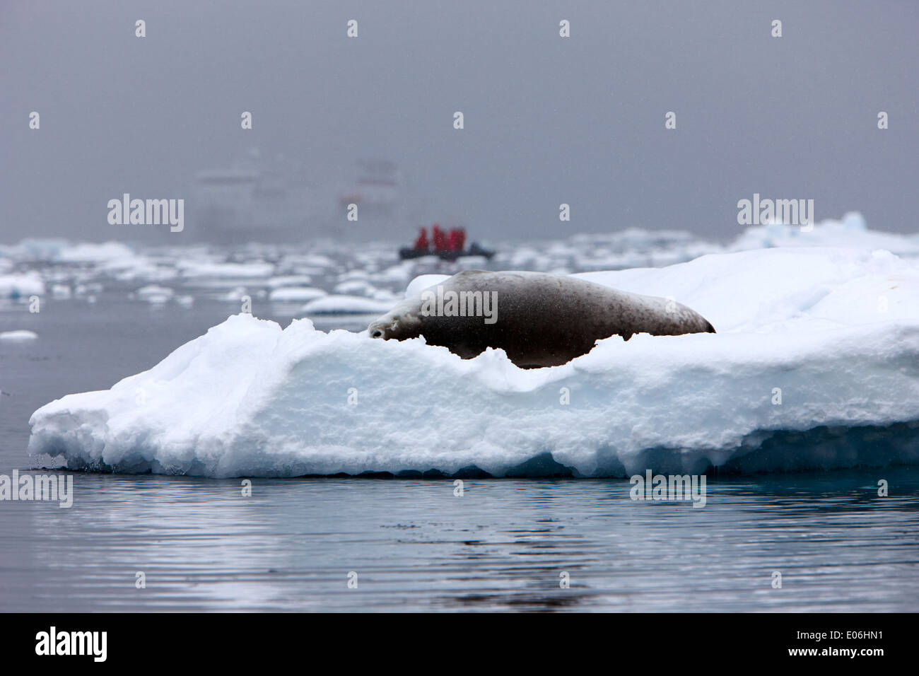 Guarnizione crabeater giacente dormire su iceberg con nave per la ricerca e lo Zodiac nella baia di backgroundFournier Antartide Foto Stock