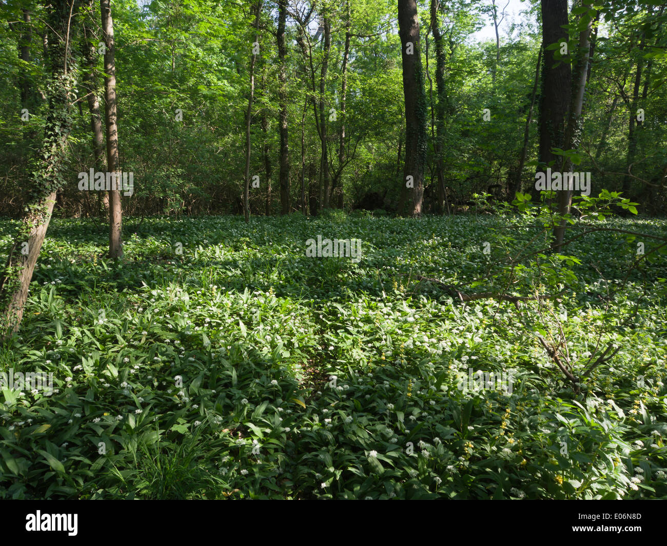 Vienna Austria, mattina di primavera nel parco del Prater e alla foresta, un sentiero attraverso la foresta, suolo coperto di fioritura di aglio selvatico Foto Stock