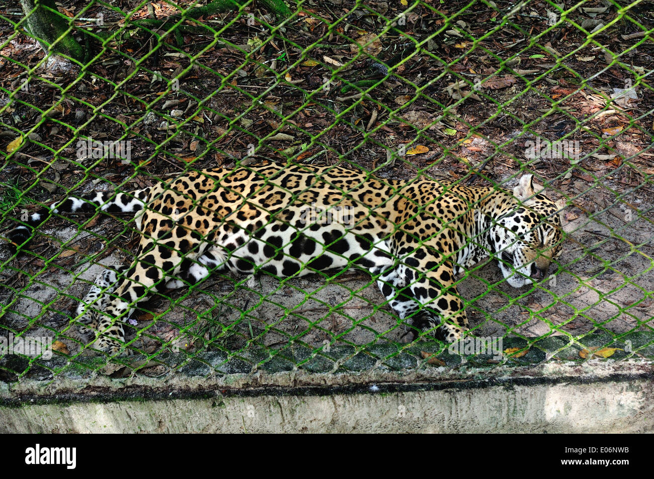 Jaguar - QUISTOCOCHA - Zoological Park di Iquitos. Dipartimento di Loreto .PERÙ Foto Stock