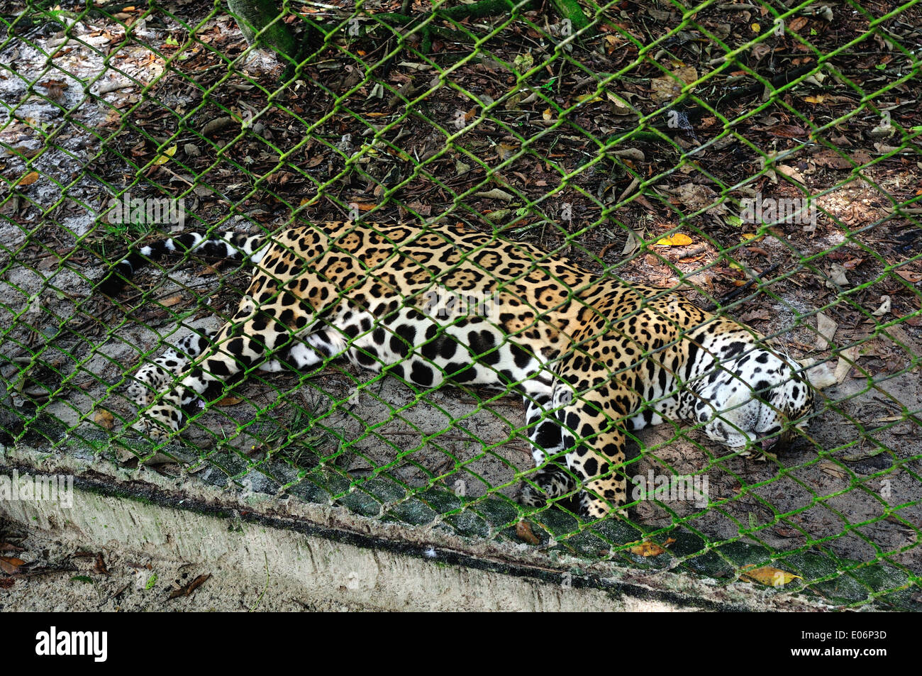 Jaguar - QUISTOCOCHA - Zoological Park di Iquitos. Dipartimento di Loreto .PERÙ Foto Stock