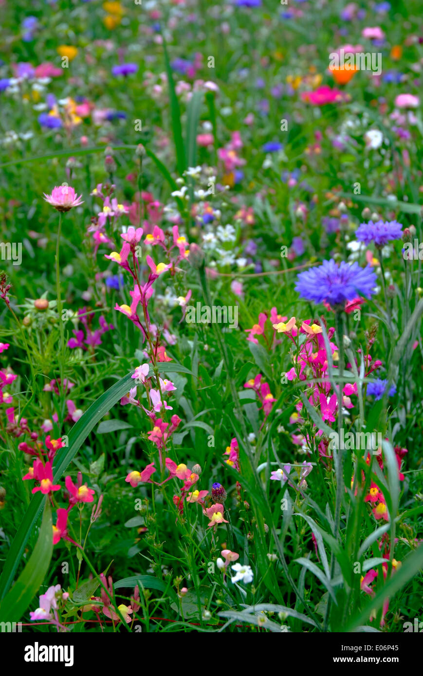 Molti diversi fiori di campo su un prato Foto Stock