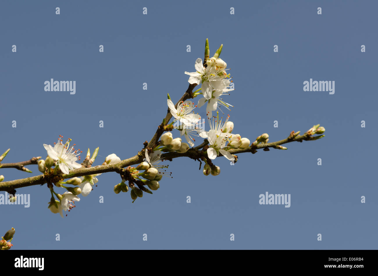 Fioritura Albero di biancospino in una soleggiata pennini siepe Foto Stock