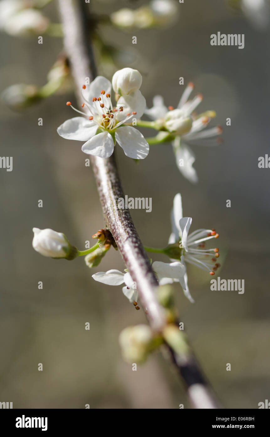 Fioritura Albero di biancospino in una soleggiata pennini siepe Foto Stock
