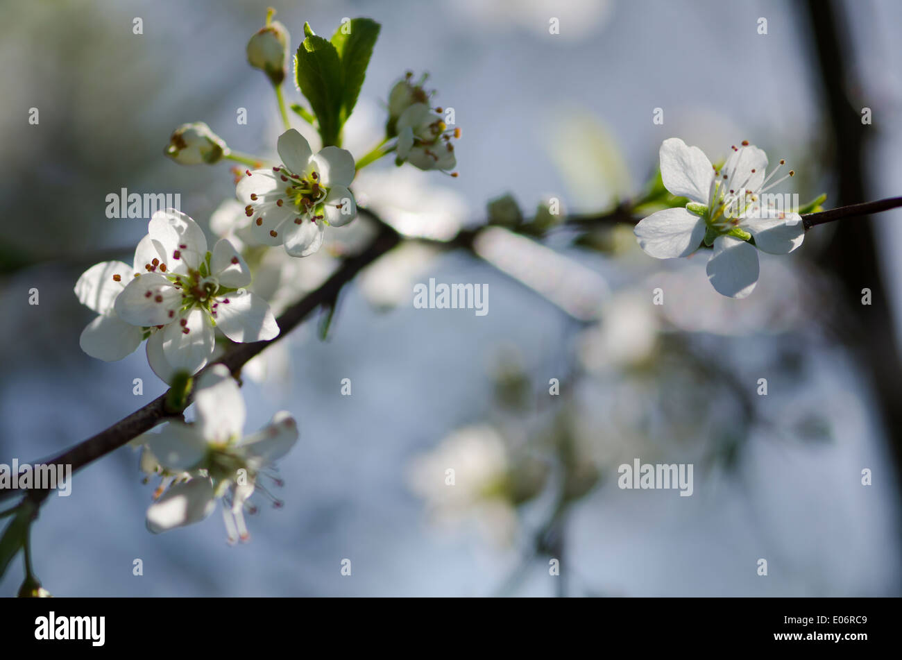 Fioritura Albero di biancospino in una soleggiata pennini siepe Foto Stock