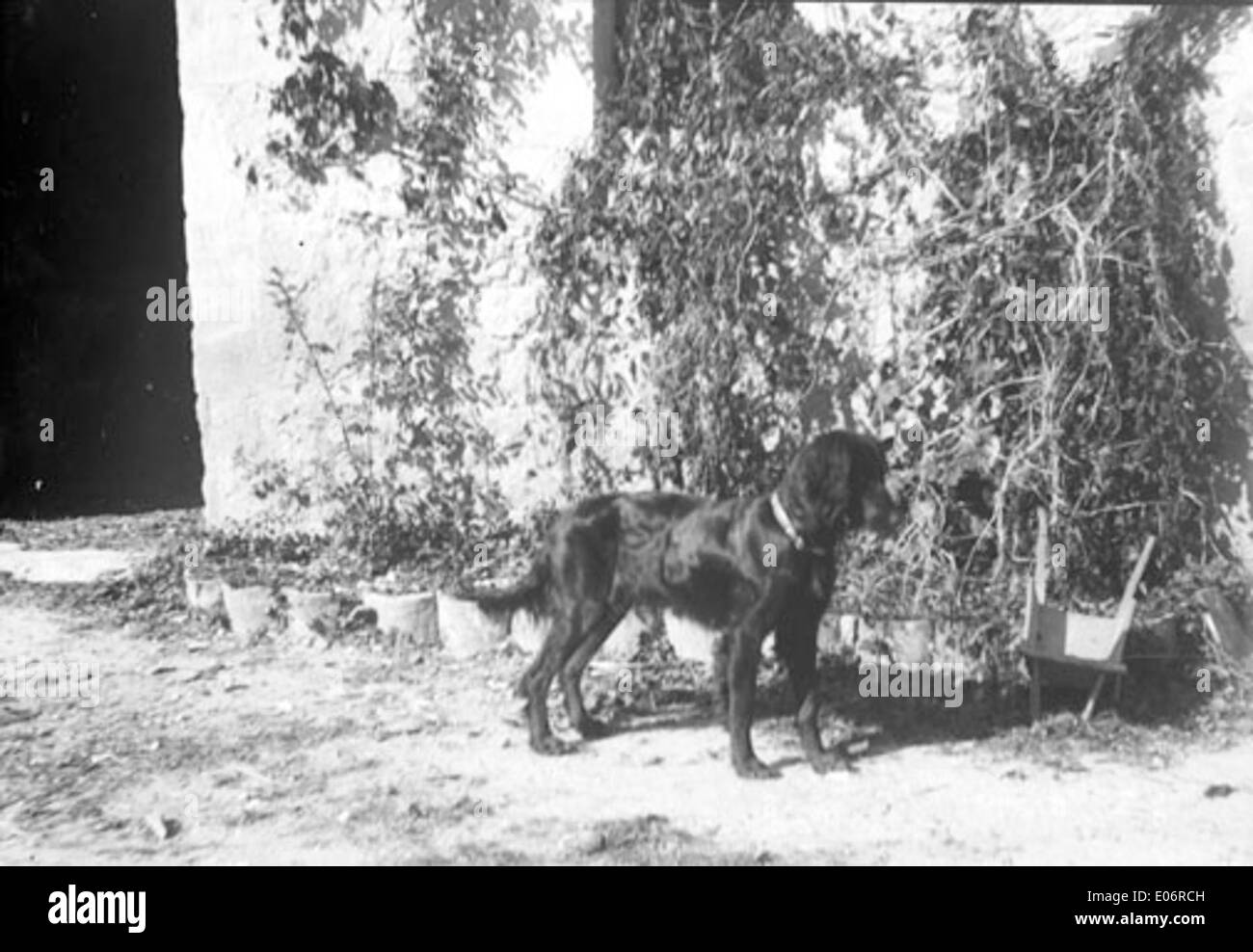 Questa immagine, scattata il 20 ottobre 1897, raffigura un uomo anziano con un cane, forse un Labrador, a Besta. La fotografia si concentra sul ritratto dell'uomo e sull'animale al suo fianco, mostrando un momento di compagnia. Foto Stock