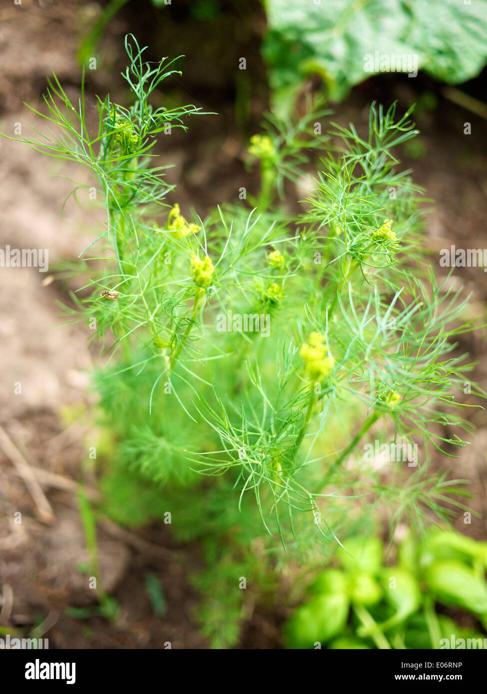L'aneto (Anethum graveolens) in un giardino. Foto Stock