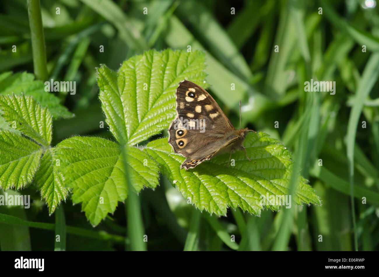 Chiazzato di legno prendisole a farfalla stessa in un legno di pennini in primavera Foto Stock