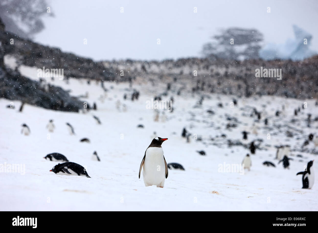 Pinguino singolo in piedi lungo il bordo del gentoo colonia di pinguini su de Cuverville Island antartide Foto Stock
