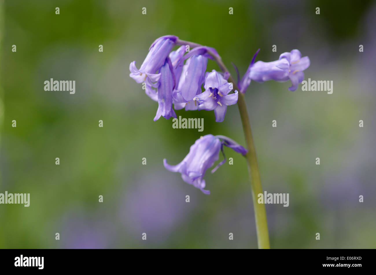 Bluebell fiori in un legno di pennini annuncia l arrivo della primavera. Foto Stock