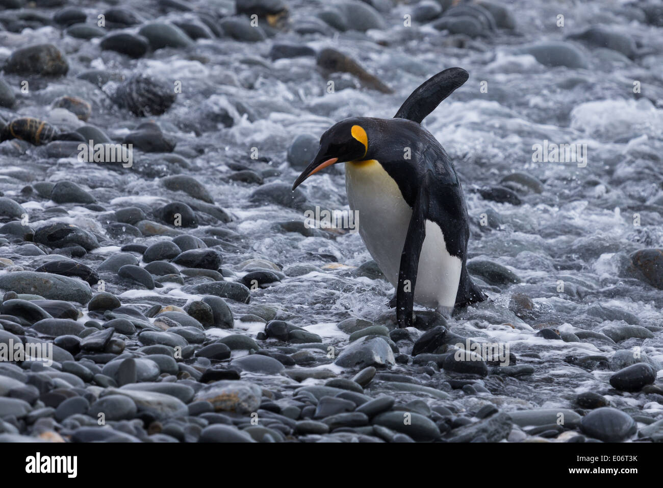 Al di fuori della zona di comfort - il pinguino su Pebble Foto Stock