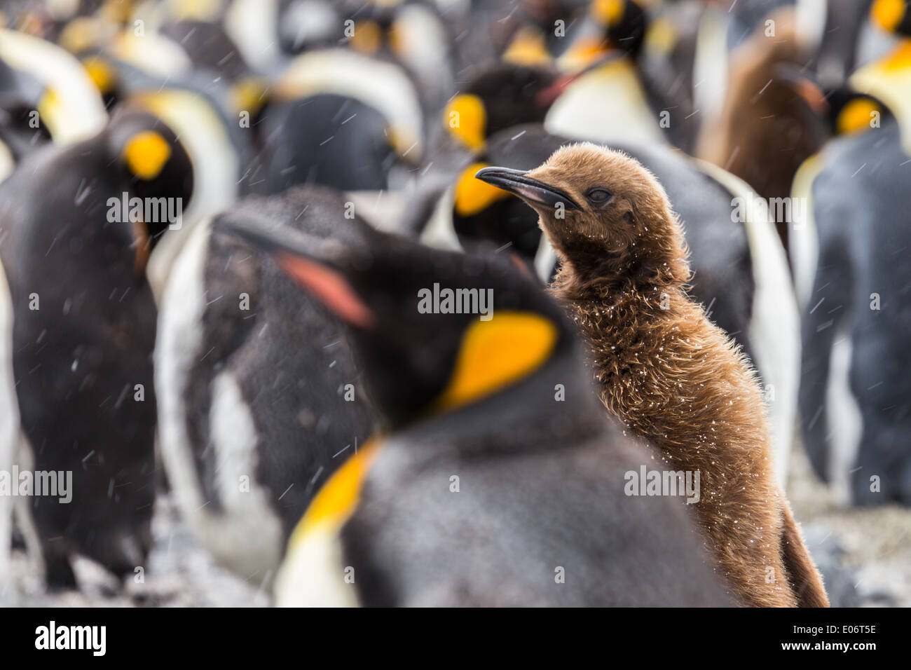 Il focus è su di un solo bambino pinguino reale in compagnia di adulti Foto Stock
