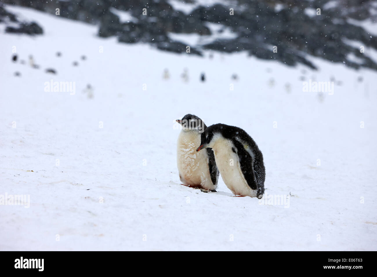 Due bambini pinguini in gentoo colonia di pinguini su de Cuverville Island antartide Foto Stock