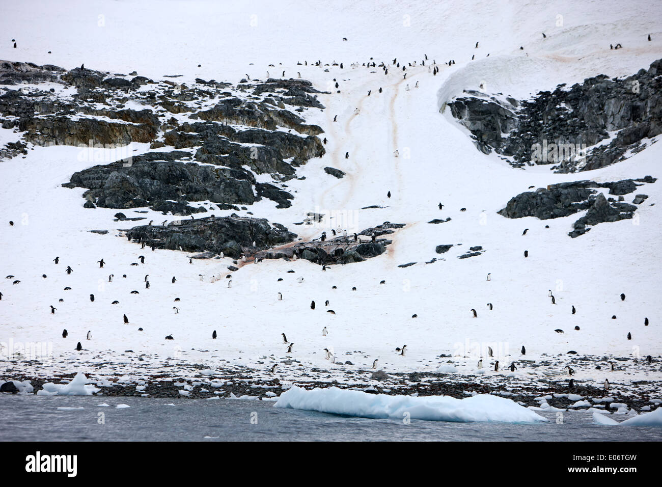 Gentoo colonia di pinguini con penguin sentieri e itinerari di mare su de Cuverville Island antartide Foto Stock