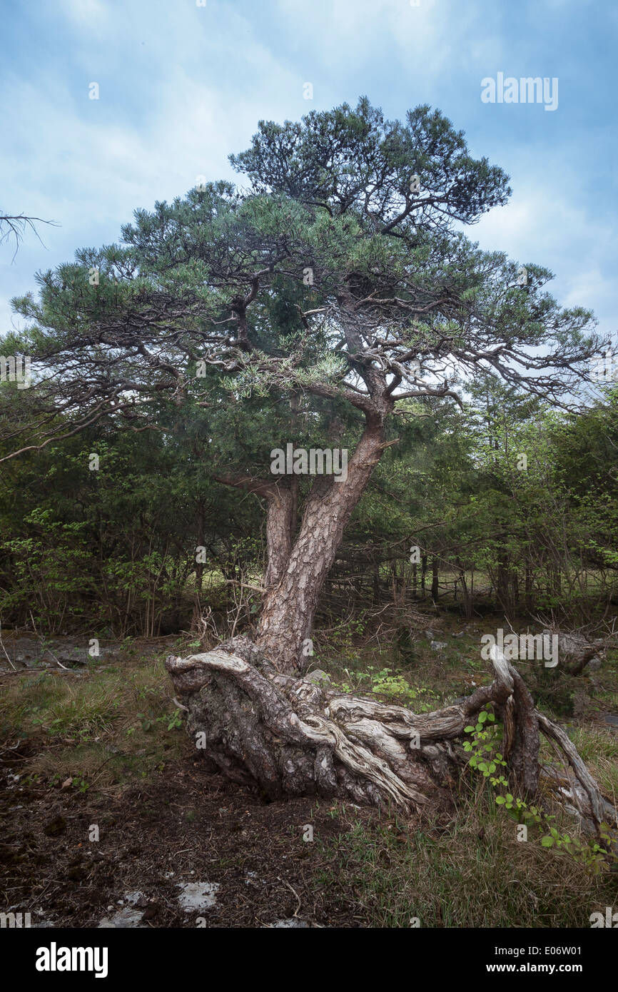 Vecchio albero di pino. Foto Stock