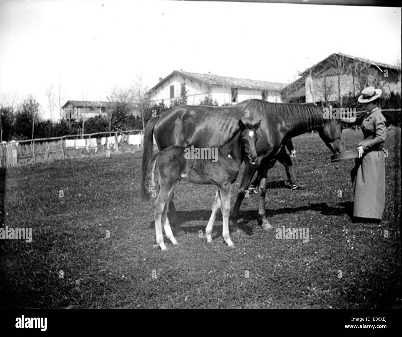 Una storica fotografia in bianco e nero che raffigura una donna che dà da mangiare a una mandria e al suo puledro in un prato. L'immagine cattura una scena rurale negli anni '1800, sottolineando il legame tra esseri umani e animali. Foto Stock