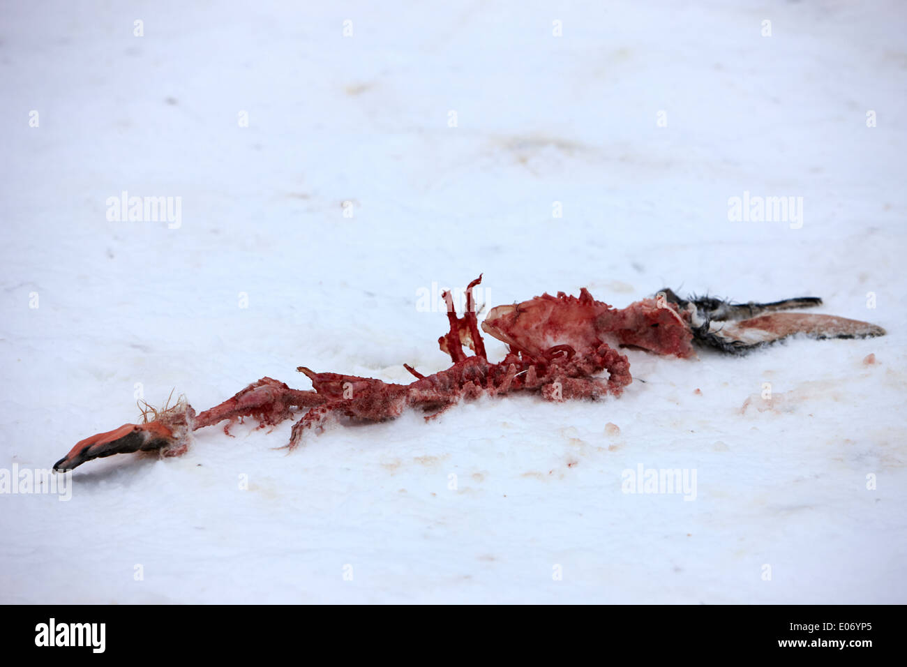 Resti di morti pinguino Gentoo prelevato pulire dai predatori e accettori su de Cuverville Island antartide Foto Stock