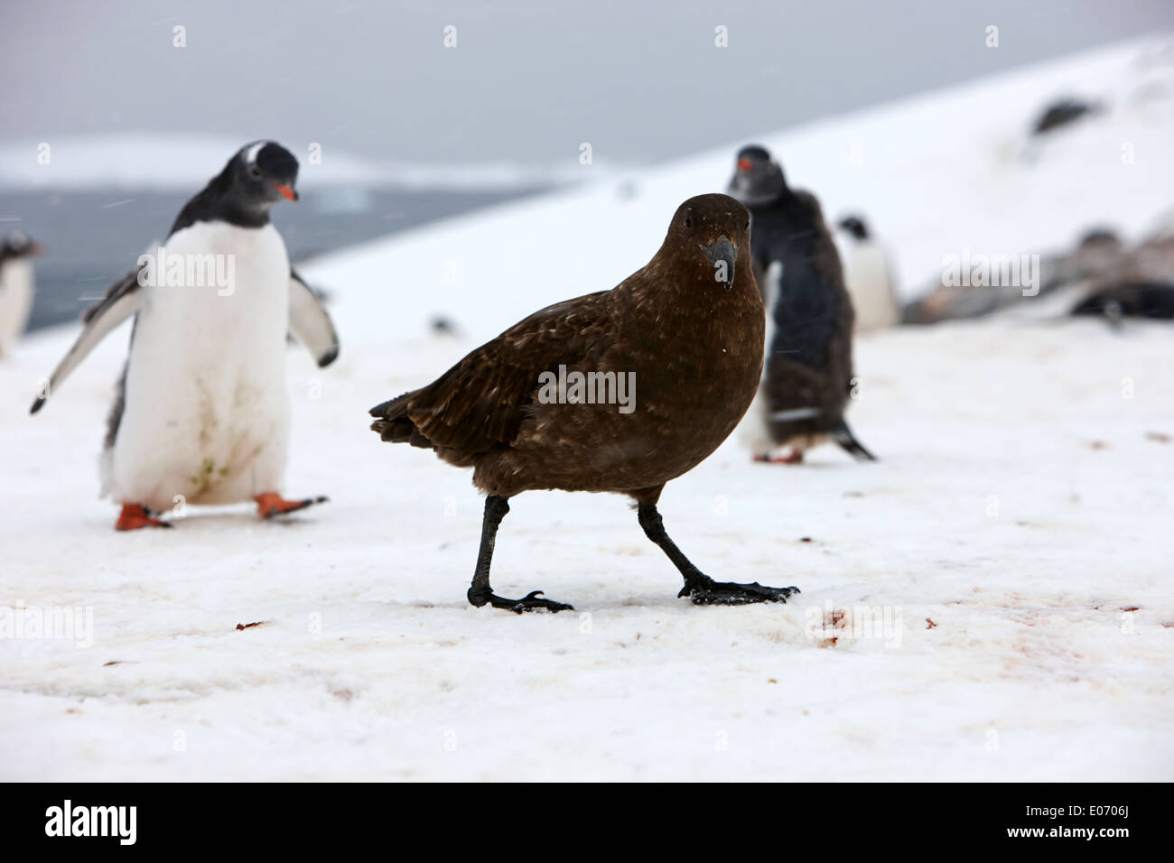 Marrone skua antartico camminando attraverso la colonia di pinguini su de Cuverville Island antartide Foto Stock