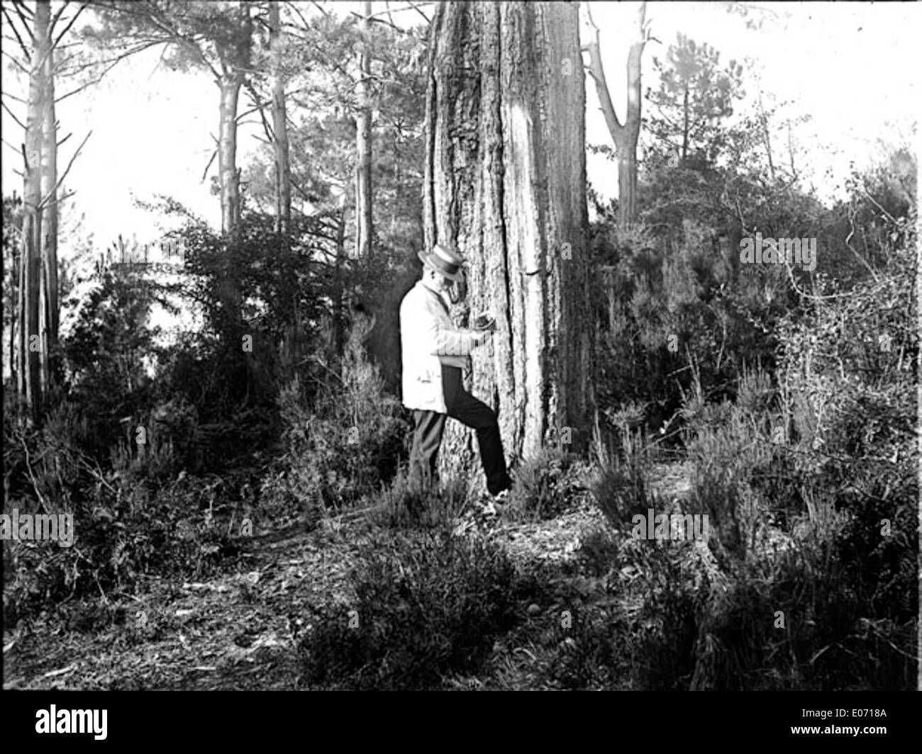 Questa illustrazione del settembre 1890 raffigura il Forêt de Cageaux ad Arcachon, che mostra gli alberi lussureggianti della regione. Il pezzo fa parte della collezione della Bibliothèque de Toulouse, che riflette il paesaggio francese del periodo. Foto Stock
