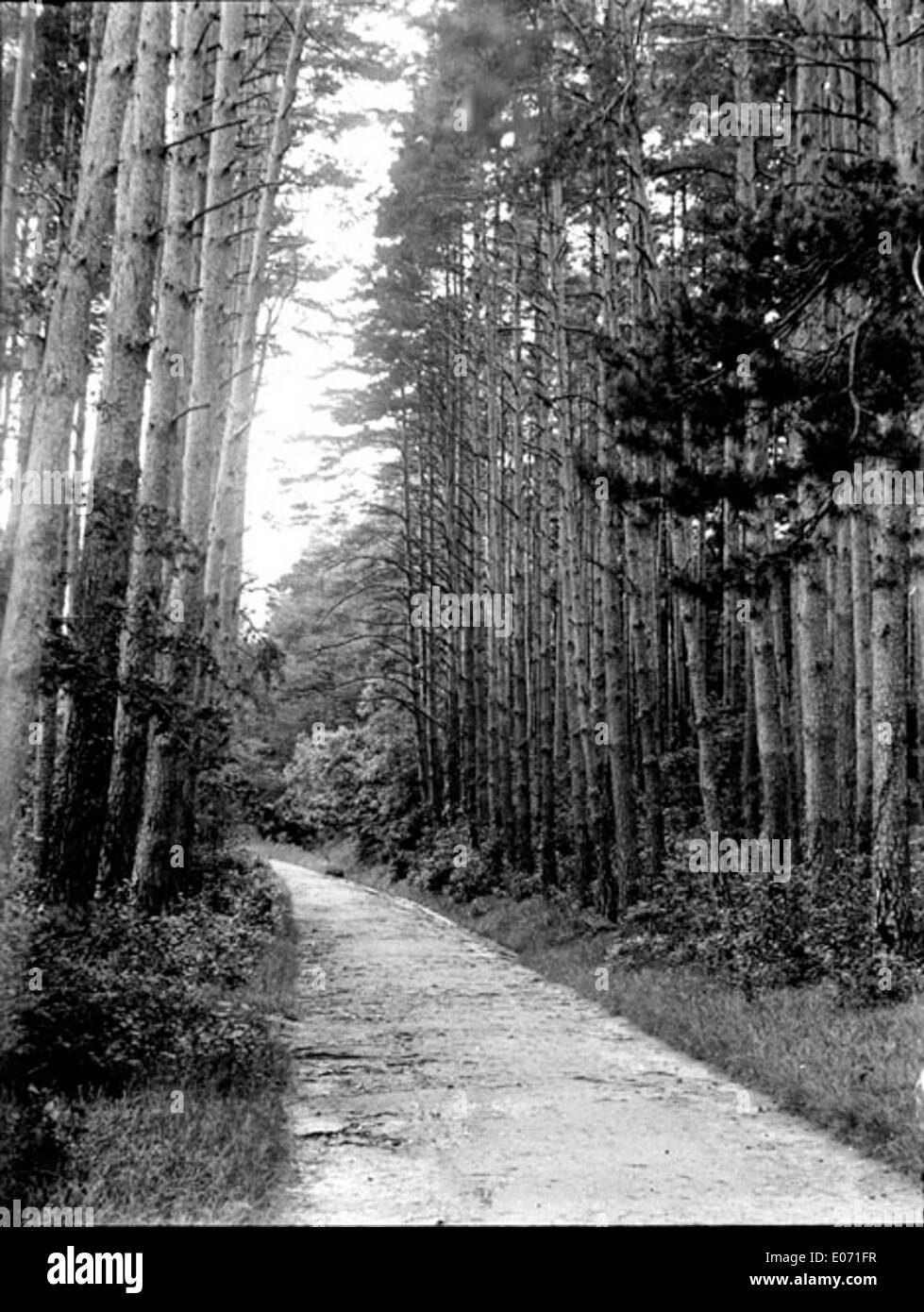 "Chemin dans un bois" (percorso attraverso un bosco) è un dipinto di paesaggio francese ospitato nella Bibliothèque de Toulouse. L'opera raffigura un tranquillo sentiero forestale, che mette in evidenza la tranquillità della natura. Foto Stock