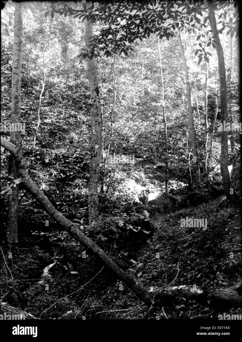 Un dipinto intitolato "Dans les bois, Saurat, Ariège", raffigurante una tranquilla scena di una foresta a Saurat, Ariège, Francia. Le opere d'arte catturano la bellezza naturale della campagna francese, concentrandosi sul paesaggio boscoso. Foto Stock