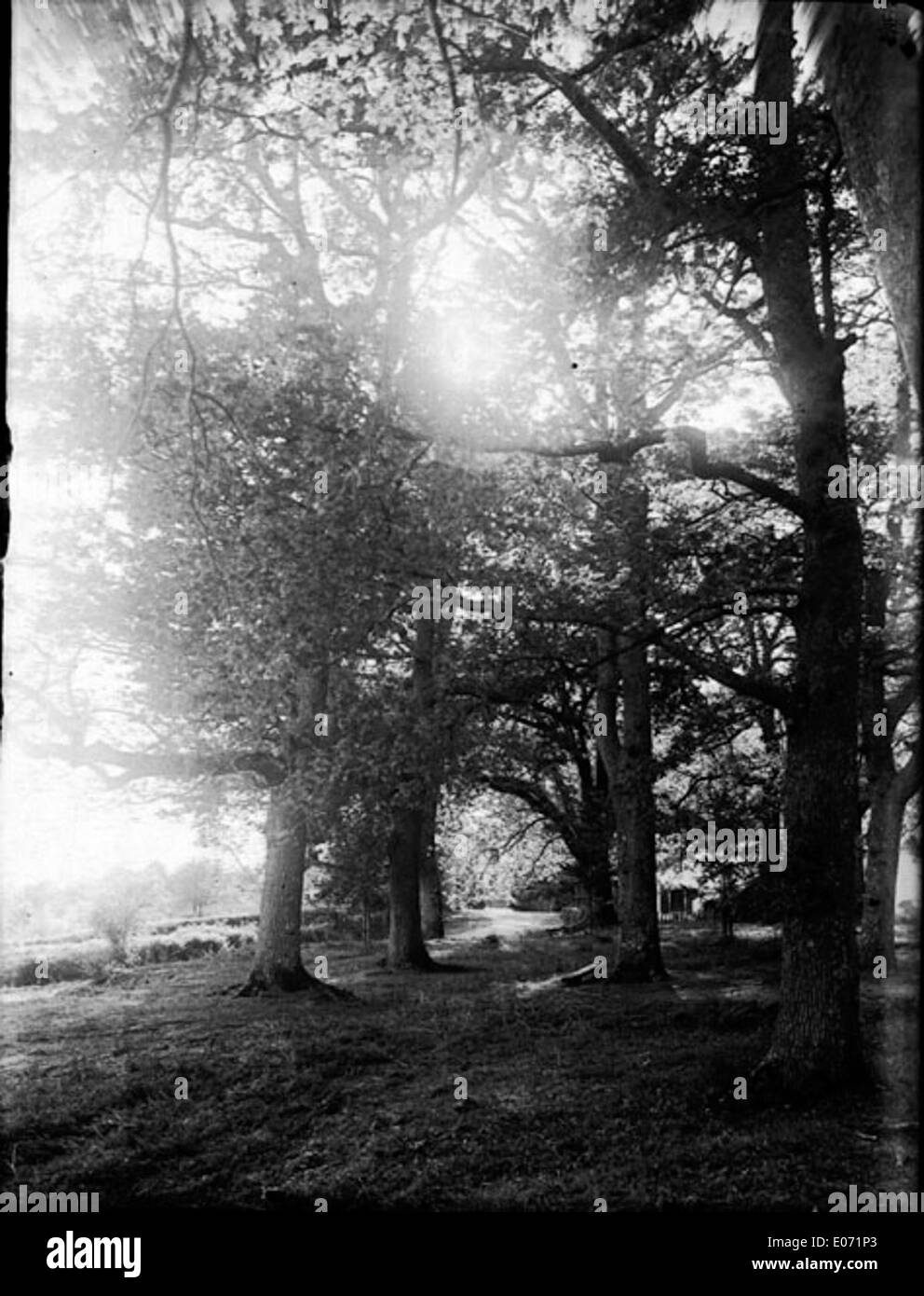 Questo pezzo, 'Dans les bois', di Ari, riflette la rappresentazione dell'artista di una tranquilla scena forestale, evocando un senso di serenità e connessione con la natura. L'opera si svolge presso la Bibliothèque de Toulouse. Foto Stock