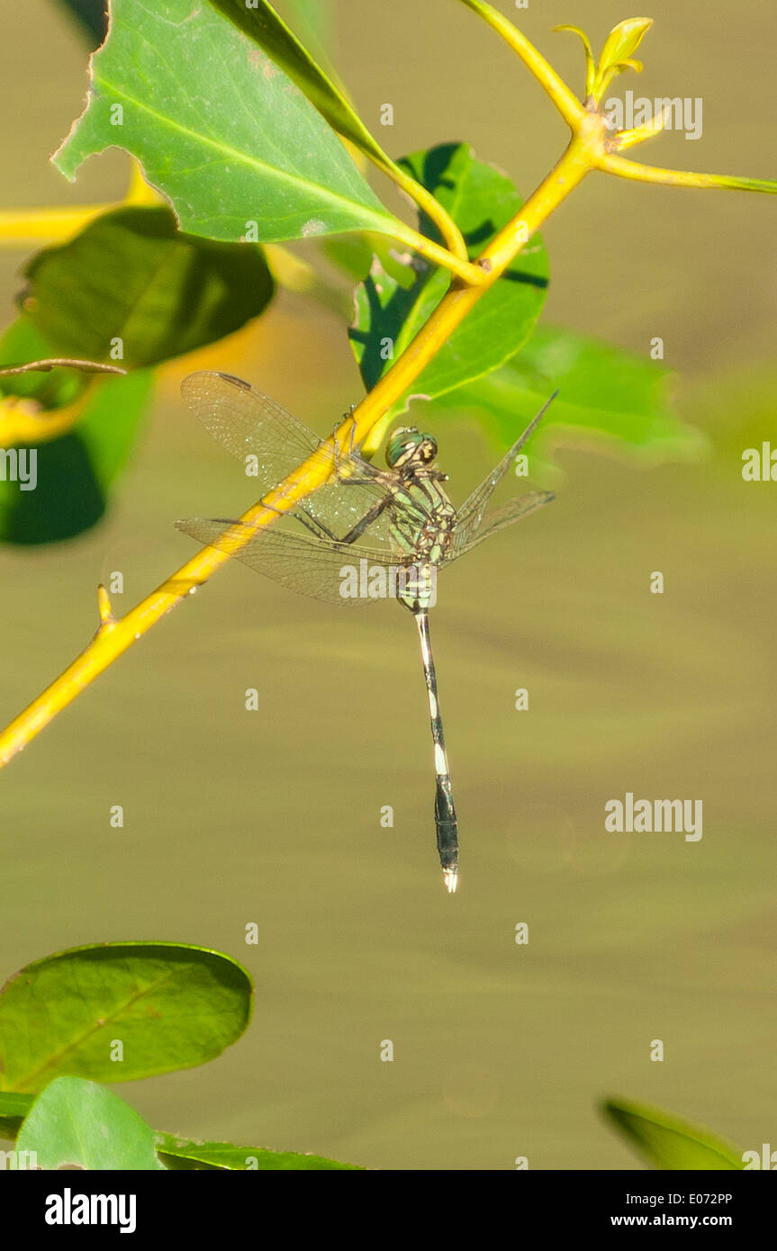 Slanciata Dragonfly skimmer, Orthetrum Sabina a Corrawarra Creek, NT, Australia Foto Stock