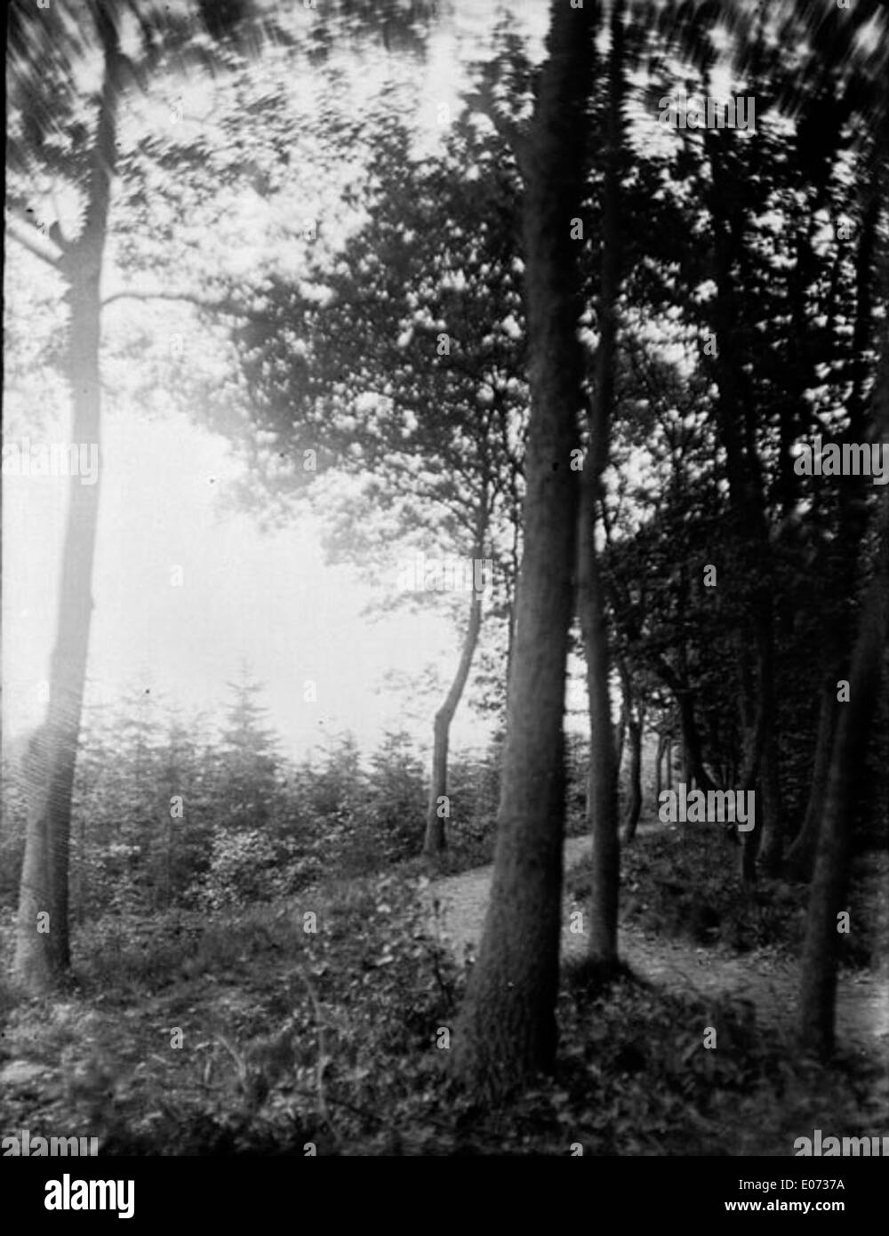 Questa opera d'arte, intitolata "Vue Champ,tre dans les bois", mostra una scena pastorale di un paesaggio boscoso, che offre una vista tranquilla della natura, come parte della collezione della biblioteca di Tolosa. Foto Stock