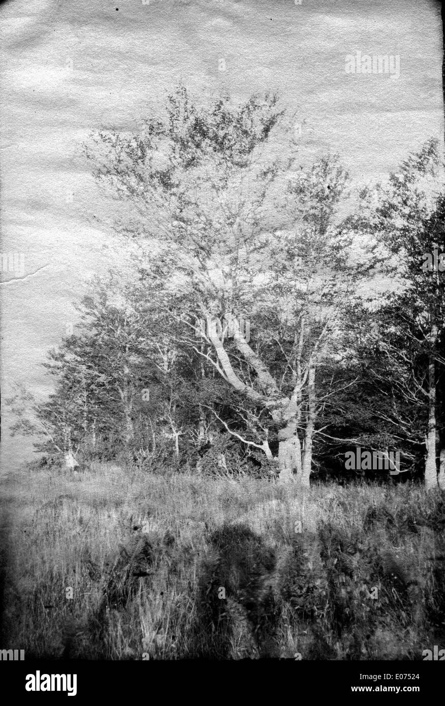 "Hêtre dans la Forêt de Superbagnères, Luchon (dintorni)" è un dipinto di paesaggio francese che raffigura i maestosi faggi della foresta di Superbagnères nella regione di Luchon. L'artista cattura la bellezza naturale e la tranquillità di questa foresta. Foto Stock