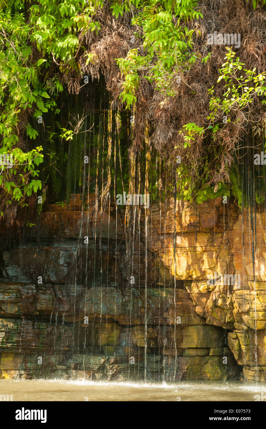 Roccia verticale giardino re a cascata, Prince Regent River, il Kimberley, Australia occidentale, Australia Foto Stock