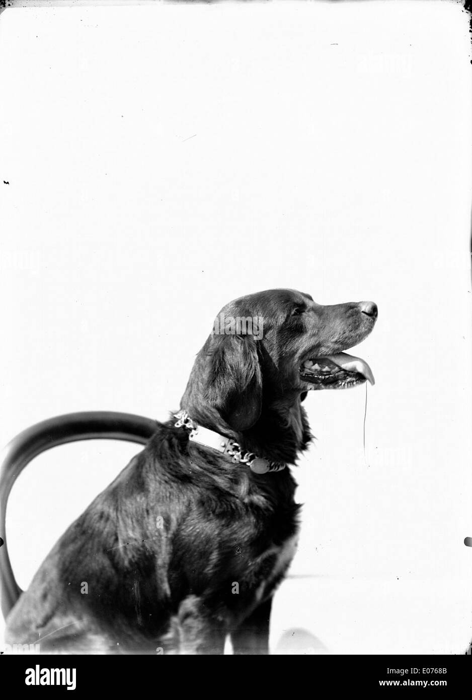 Skim, un cane di Albi, Francia, in un ritratto di profilo, che presenta le caratteristiche distintive e le caratteristiche fisiche della razza. Foto Stock