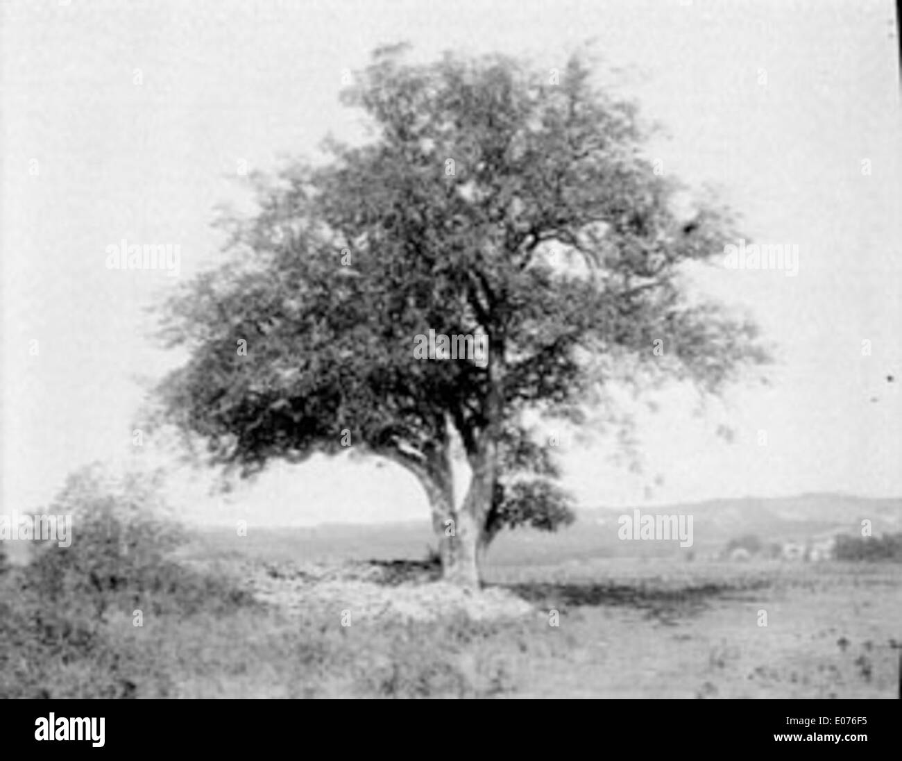 "Grand Arbre" (in francese "grande albero") è un'opera d'arte su larga scala che raffigura un albero maestoso in un paesaggio naturale. Il pezzo cattura la grandezza e la serenità dell'albero nella sua forma completa, mostrando l'apprezzamento dell'artista per la natura. Foto Stock