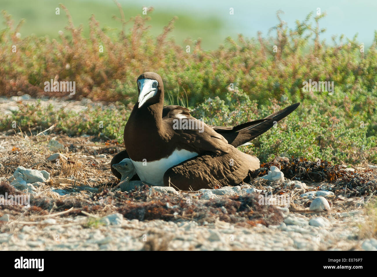 Brown Booby e Chick a Lacepede Islands, il Kimberley, Australia occidentale, Australia Foto Stock