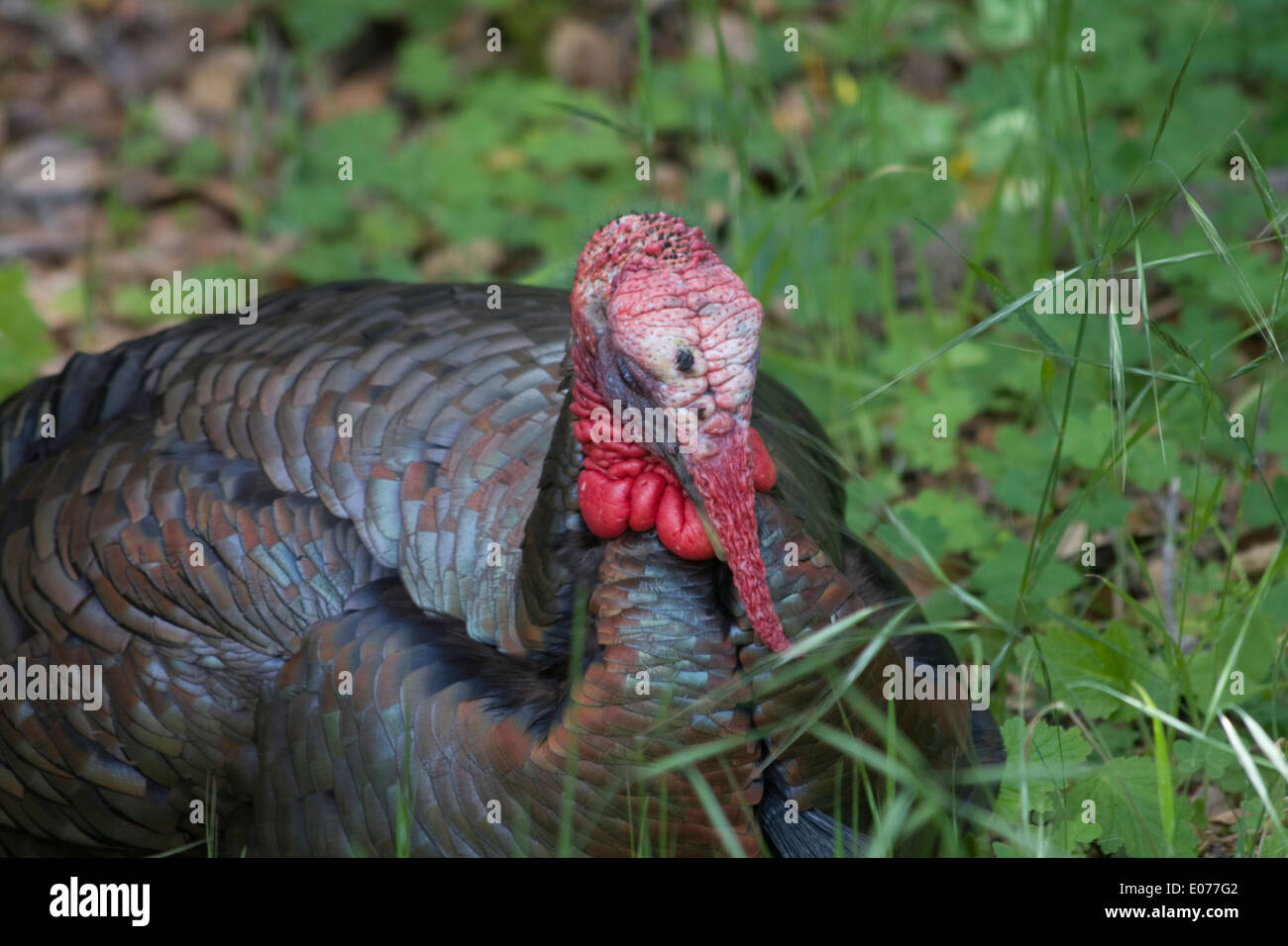 Il tacchino selvatico in appoggio a Fort Ord, in Seaside, California. Foto Stock