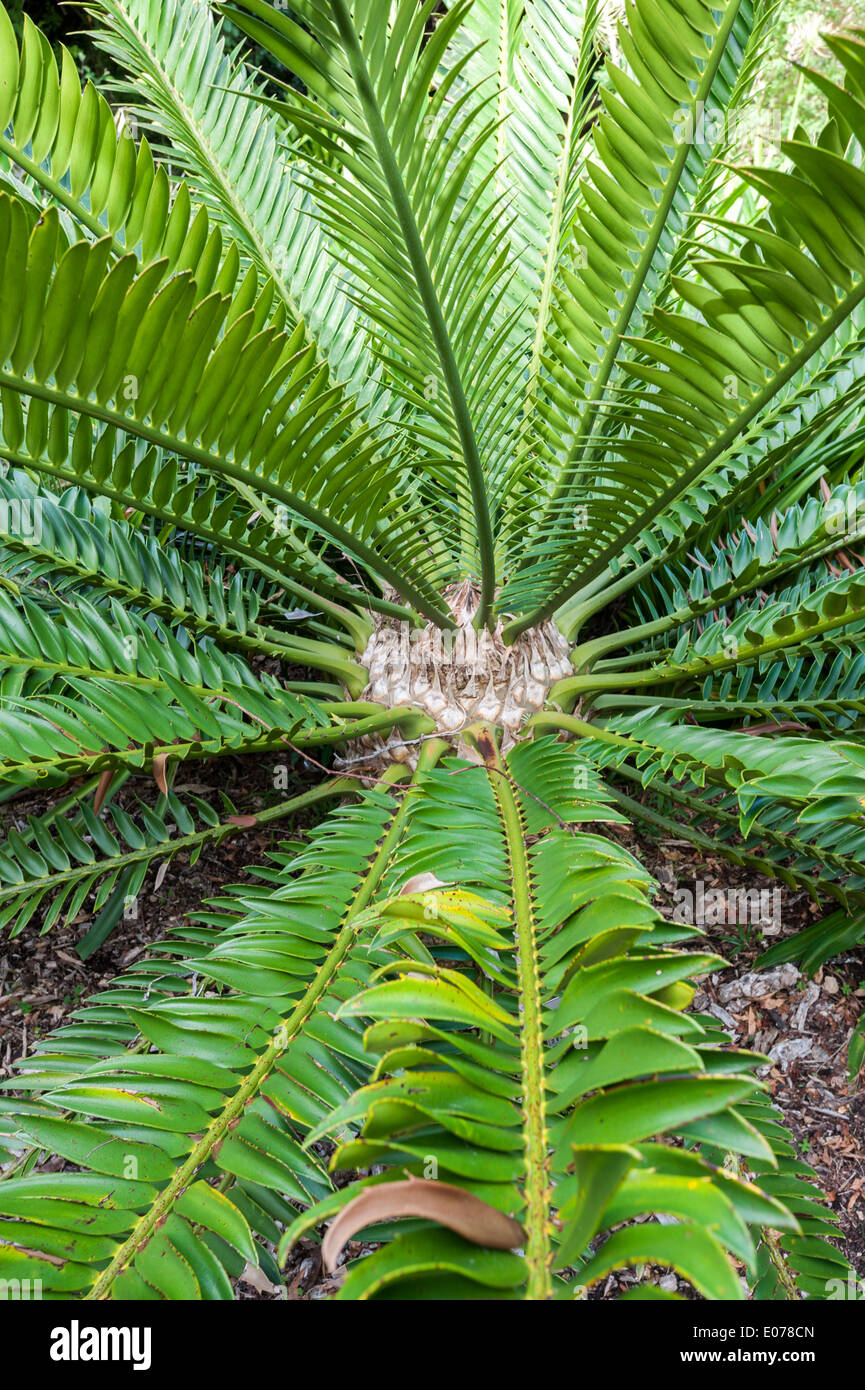 Encephalartos altensteinii, un palm come .cycad, famiglia Zamiaceae. Eendemic in Sud Africa. Kirstenbosch, Cape Town, Sud Africa Foto Stock
