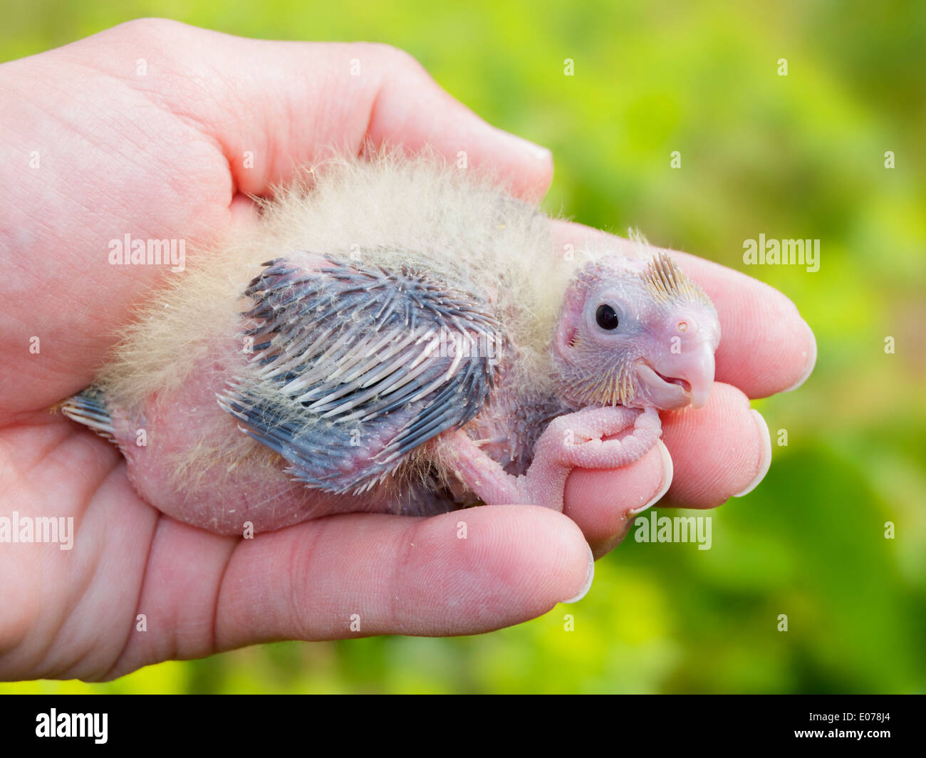 Cockatiel bambino in una mano Foto Stock
