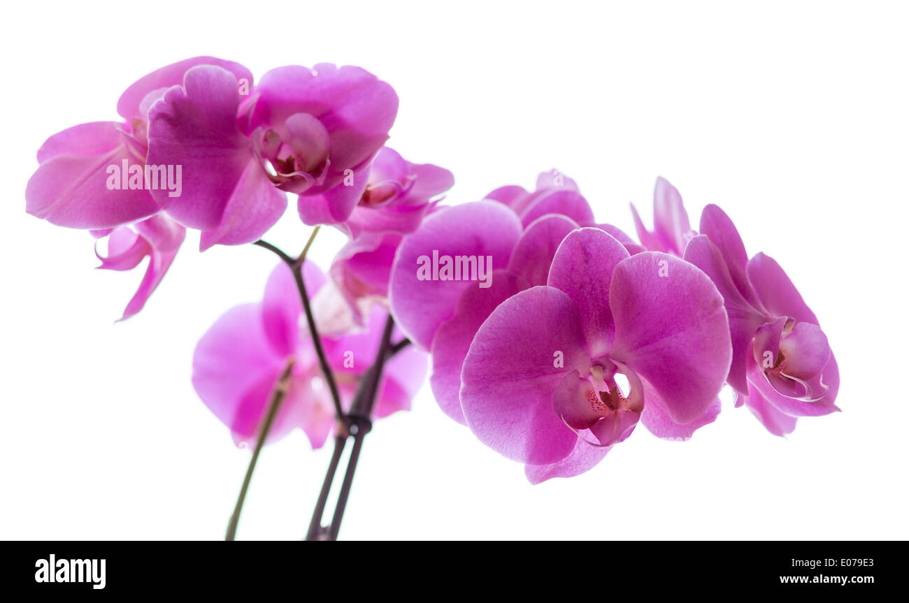 Famiglia di orchidee, è la più grande famiglia di piante da fiore (angiosperme). Il suo nome è derivato dal genere Orchis. Foto Stock