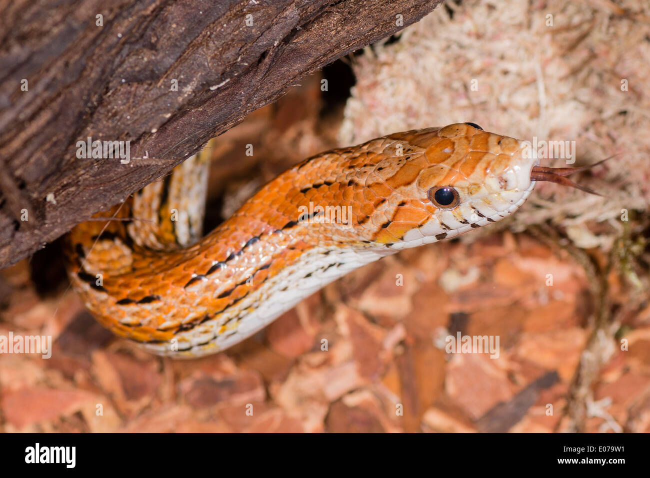 Un rosso serpente di mais profumati per alimenti Foto Stock