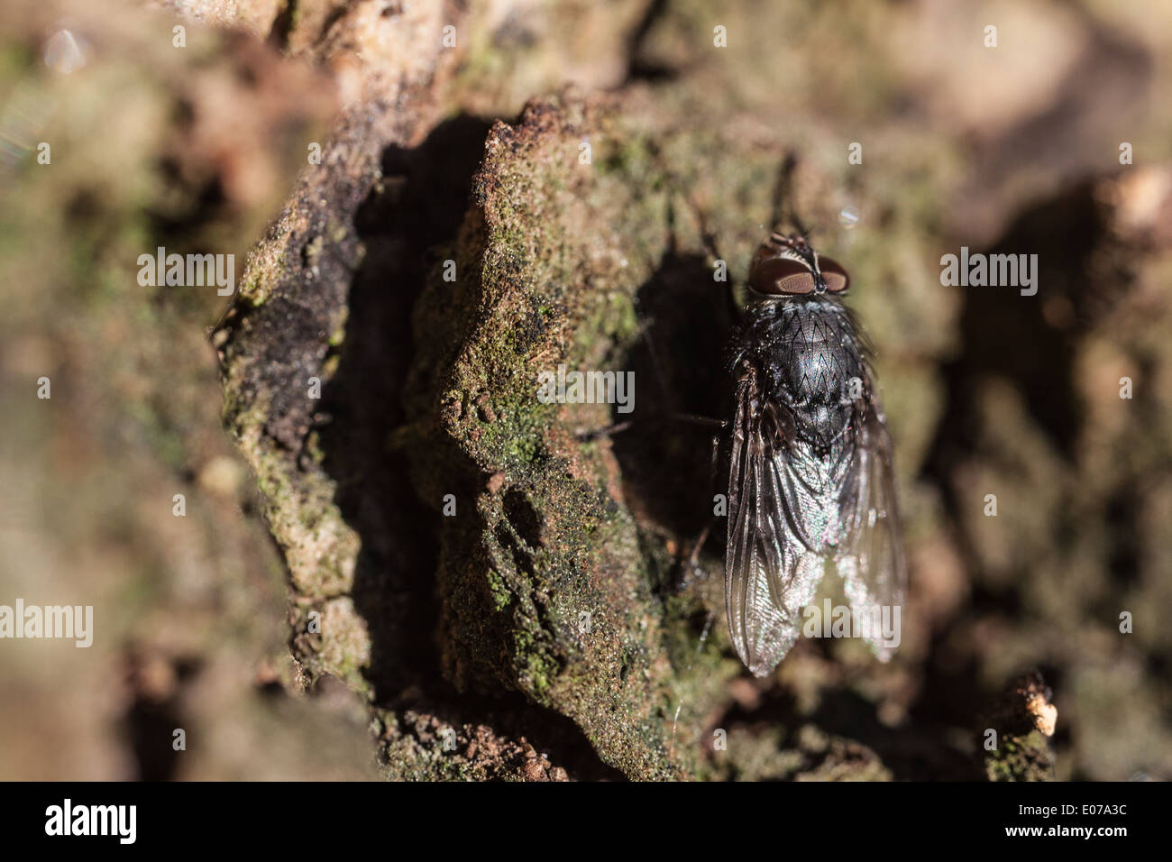 Macro estremo colpo di un disgustoso nero mosca Foto Stock