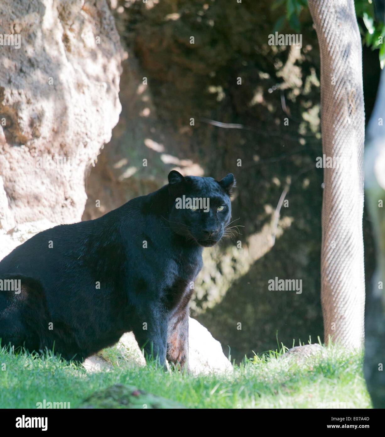 Black Panther in Bioparco di Valencia: 29.10.2013 Foto Stock