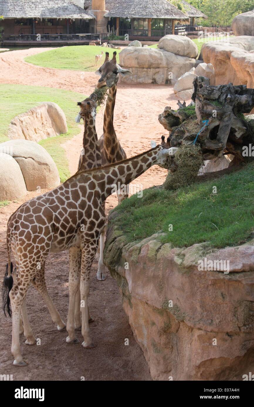 La giraffa in Bioparco di Valencia: 29.10.2013 Foto Stock