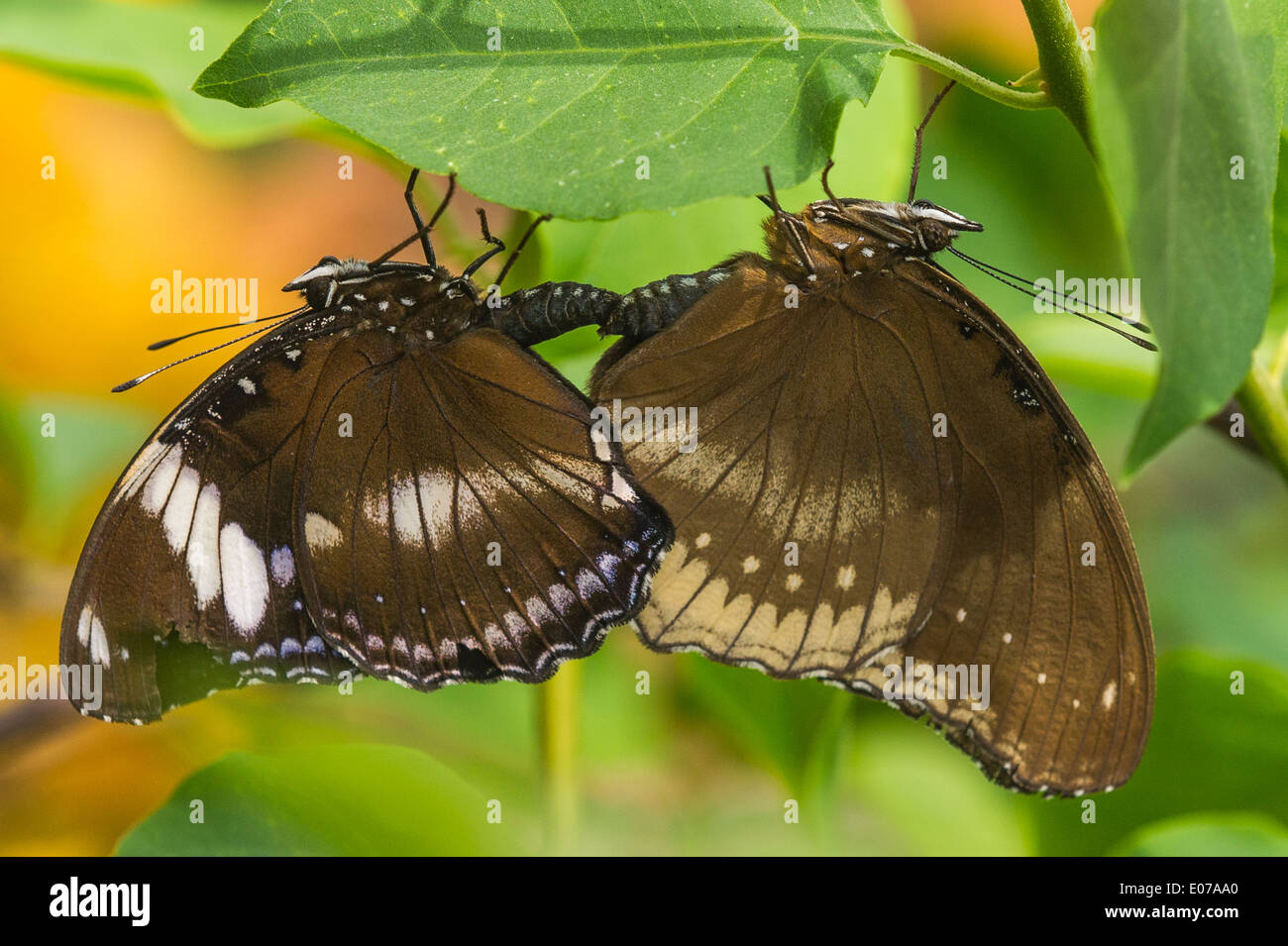 Comune farfalle Eggfly coniugata Foto Stock