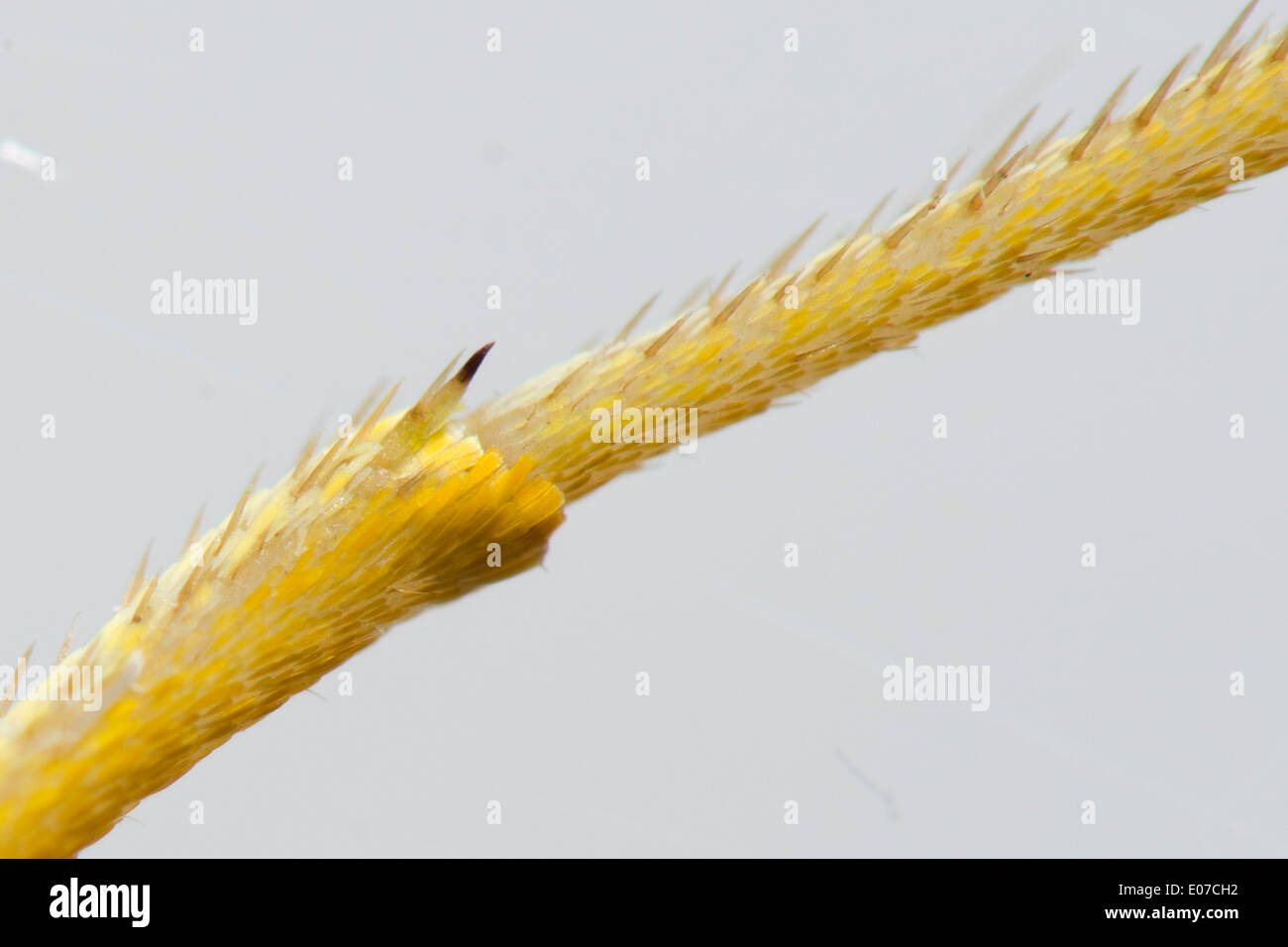 Dettagliate fino in prossimità della gamba di un arancione-banditi farfalla di zolfo Foto Stock