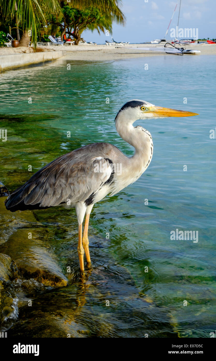 Grigio Chiron sulla spiaggia. Maldive Oceano Indiano. Foto Stock