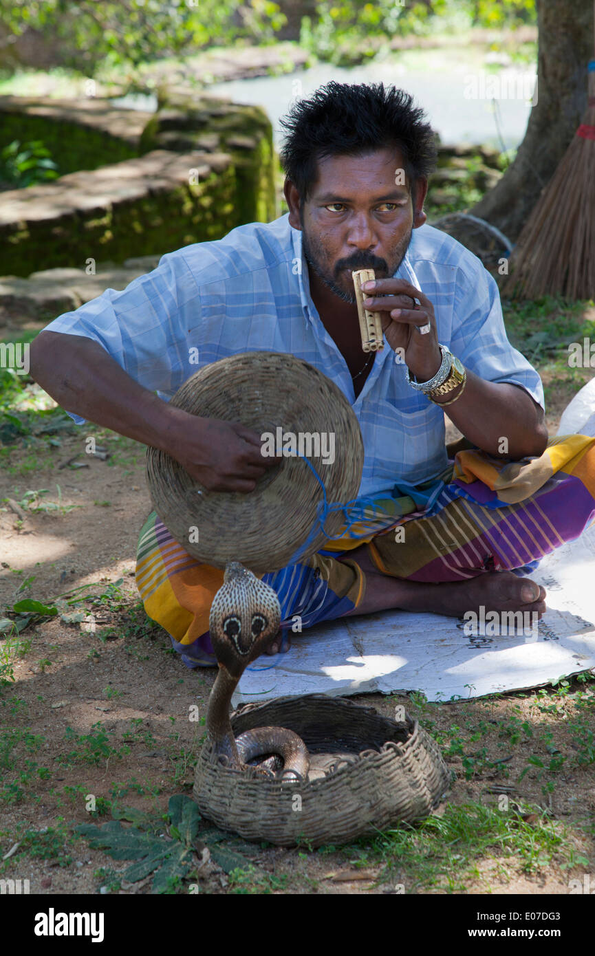 Il serpente incantatore e King Cobra in Polonnawura, Sri Lanka 1 Foto Stock
